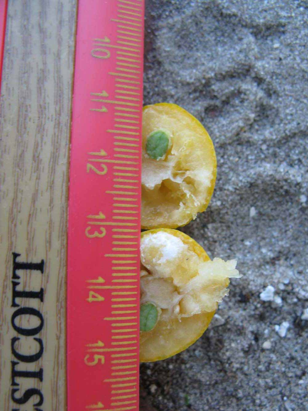              Fruit cross-section (Winter Haven, FL)       